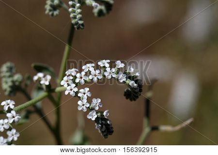 Macro photo of Heliotropium cinerascens flowers; a plant from Ethiopia.