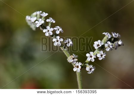 Macro photo of Heliotropium cinerascens flowers; a plant from Ethiopia.