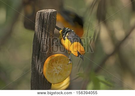 Altamira Oriole Feeding in Santa Ana Wildlife refuge in Texas