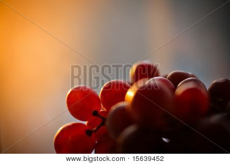 Bos van druiven fruit bij zonsondergang (herfst)