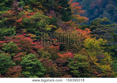 Autumn scene in deep forest mountain in Japan.