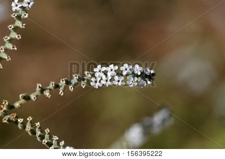 Macro photo of Heliotropium cinerascens flowers; a plant from Ethiopia.