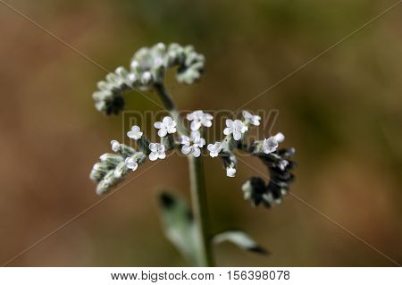 Macro photo of Heliotropium cinerascens flowers; a plant from Ethiopia.
