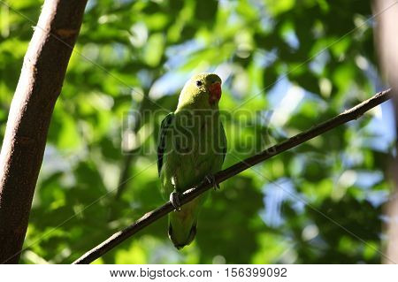 A black-winged lovebird (Agapornis taranta) in a tree in Ethiopia.