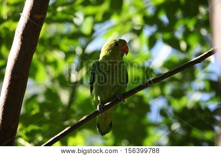 A black-winged lovebird (Agapornis taranta) in a tree in Ethiopia.