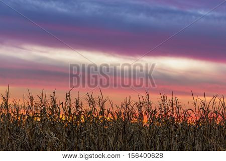 A beautiful colorful sunset sky tops a Midwestern cornfield at harvest time.