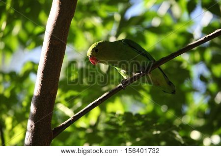A black-winged lovebird (Agapornis taranta) in a tree in Ethiopia.