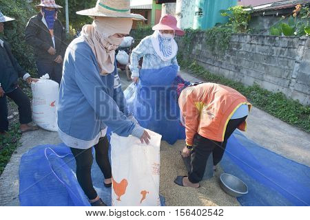 The farmers harvest the rice situation in Thailand.