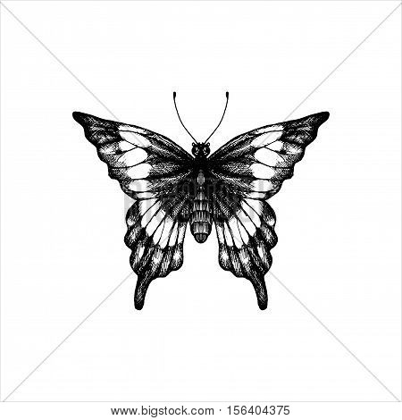 machaon, hand drawn butterfly, line drawing vector element