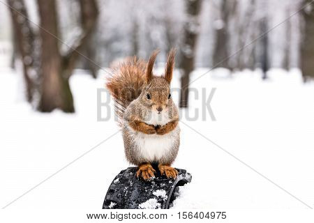 Fluffy Red Squirrel Sitting On Bench In Winter Park