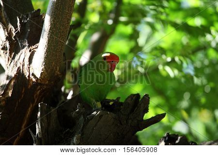 A black-winged lovebird (Agapornis taranta) in a tree in Ethiopia.