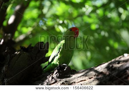 A black-winged lovebird (Agapornis taranta) in a tree in Ethiopia.