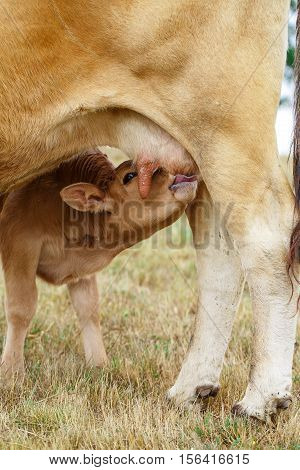 Calf drinking from the udder of the cow