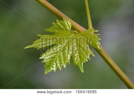Young leaves of grapes on the vine. Grapes in early summer.
