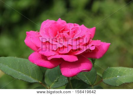 Beautiful rose flower after the rain. Rose Flower on a green background.