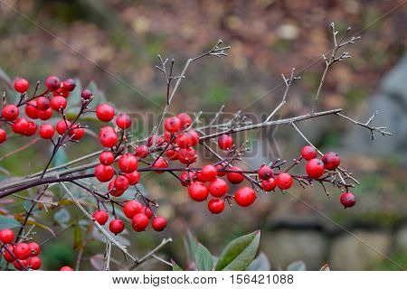 Guelder-rose Fruits In The Autumn Garden