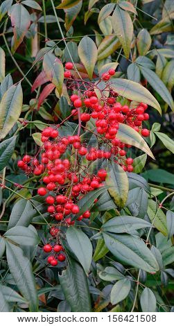 Guelder-rose Fruits In The Autumn Garden
