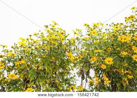 Garden flowers yellow flowers Mexican tournesol, lea flowers Mexican tournesol
