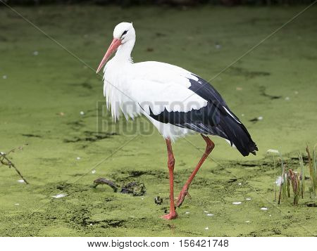 Stork Walking In A Pond Filled With Duckweed