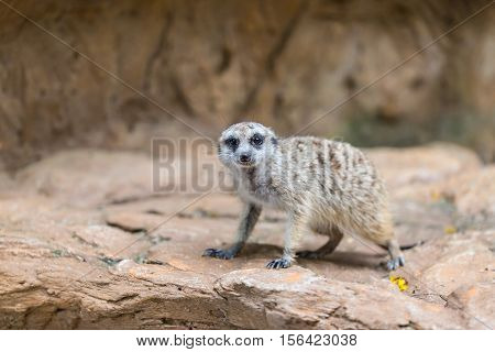 Single Meerkat Looking For Hunter Animal