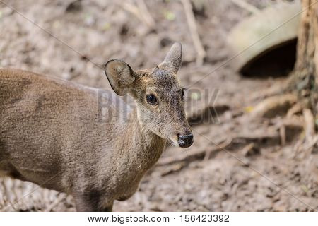 Indian Hog Deer In Head Close Up Shot