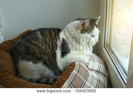 siberian cat lay in cat bed look at window close up portrait
