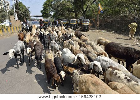 Bombay, India- November 12, 2016: Shepherd with his herd of goats and lambs,Kalyan Thane,India