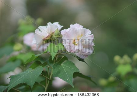 Hibiscus Mutabilis Or Confederate Rose
