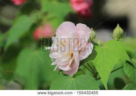 Hibiscus Mutabilis Or Confederate Rose
