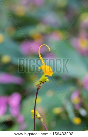 Yellow Globba Flowers Blooming In The Garden