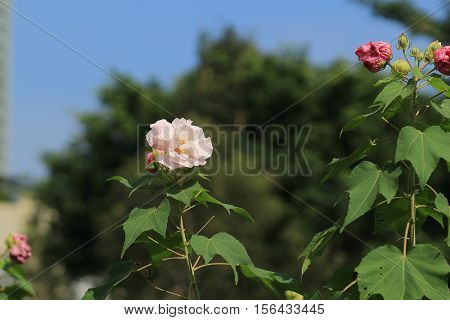 Hibiscus Mutabilis Or Confederate Rose