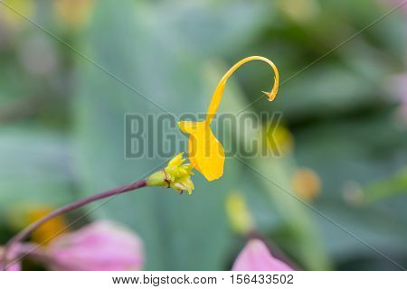Yellow Globba Flowers Blooming In The Garden