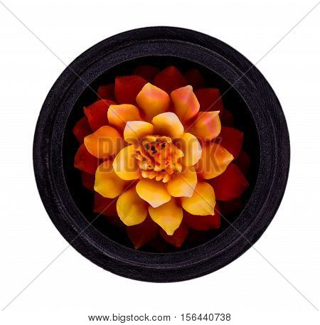 Isolated on white fragrant candle flower sstyle thailand