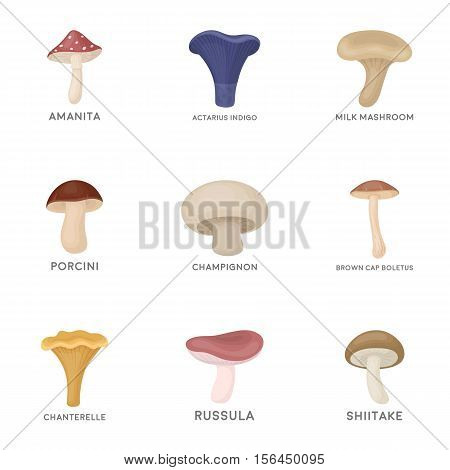 Mushroom set icons in cartoon style. Big collection of mushroom vector symbol stock