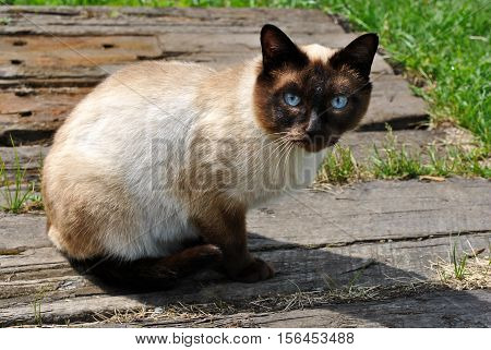 The Beautiful siamese cat with blue eyes.