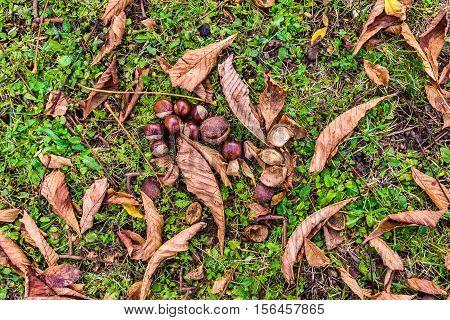 Horse Chestnut - Aesculus Hippocastanum On Forest Floor With Leaves.