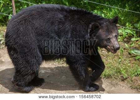 American black bear (Ursus americanus). Wildlife animal. 