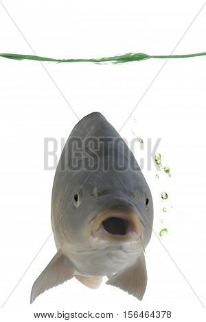 Carp in water on a white background