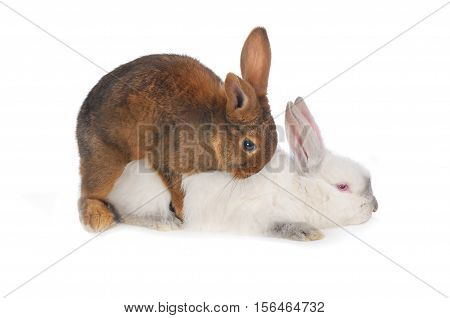 Rabbits are engaged sex on a white background