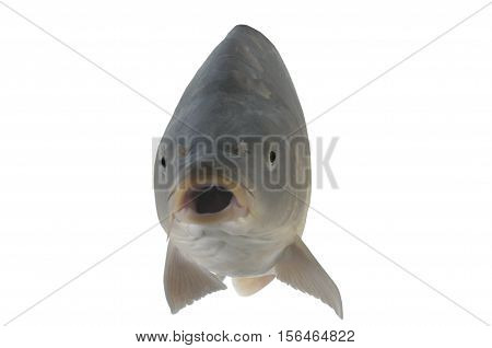 Carp isolated on a white, studio shot