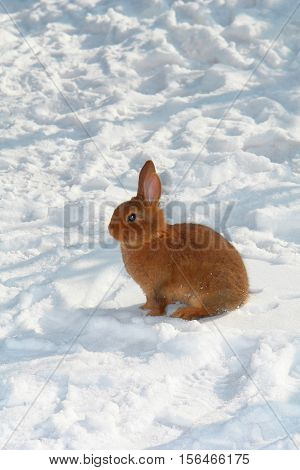 The baby Brown a rabbit on snow