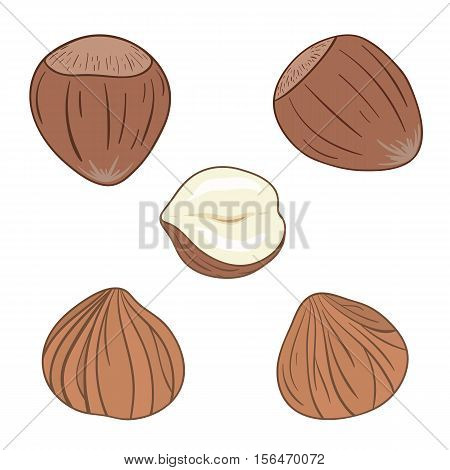 Set of hazelnuts, whole and shelled. Vector illustration.