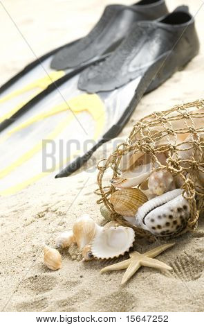 Muscheln und Flossen am Strand