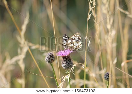 Butterfly / A butterfly sitting on a flower