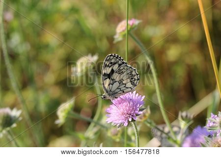 Butterfly / A butterfly sitting on a flower