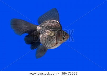 Beautiful Goldfish