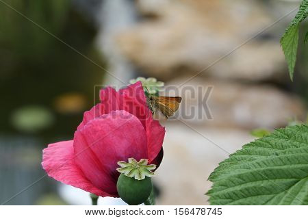 Butterfly / A butterfly sitting on a flower