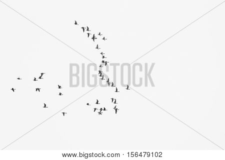 flock of birds migrate to warmer climes / black and white photo in retro style