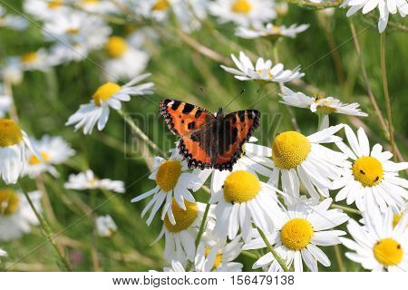 Butterfly / A butterfly sitting on a flower