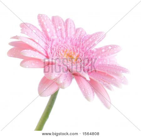 Blomst